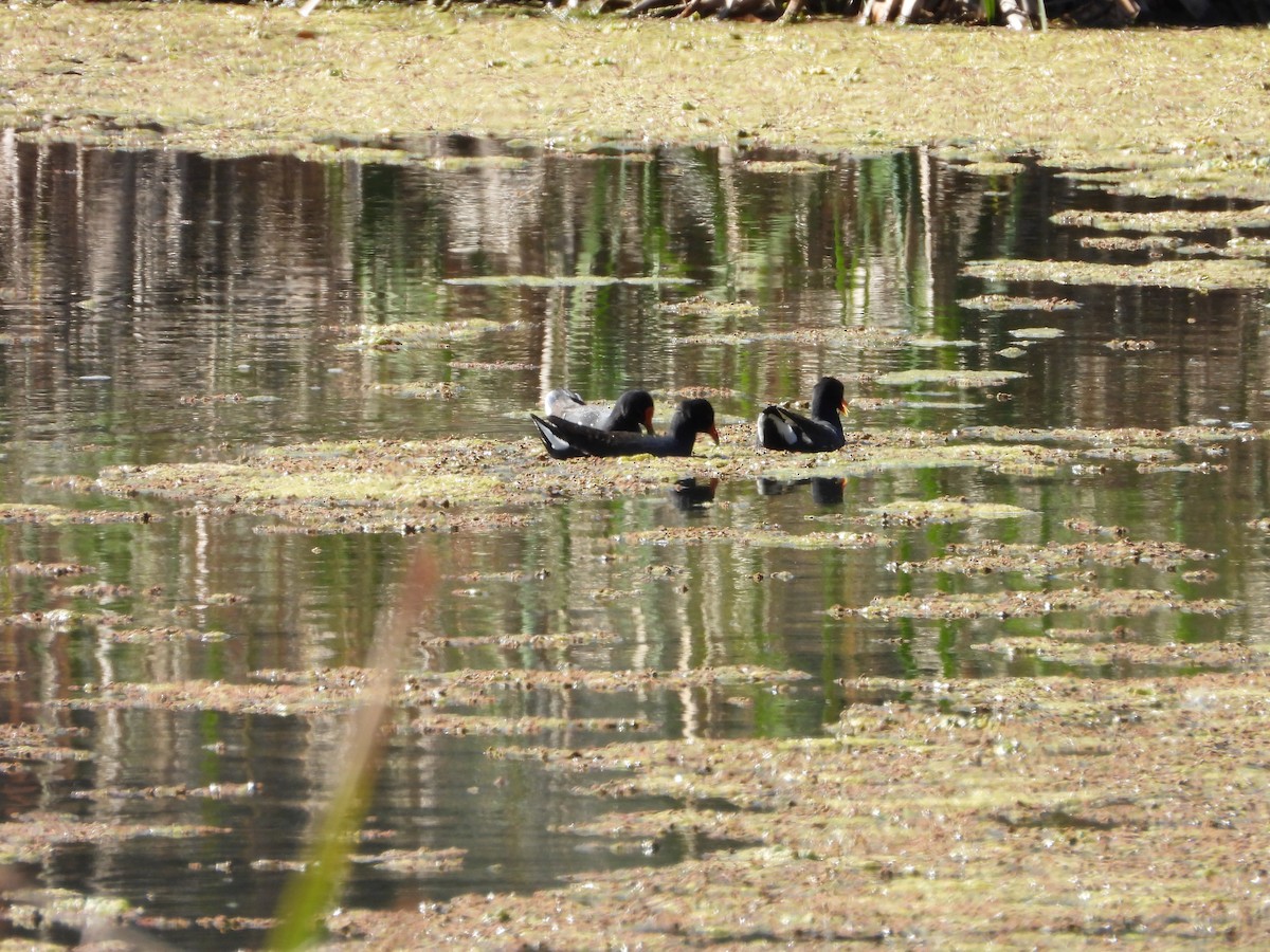 Common Gallinule - ML640841820