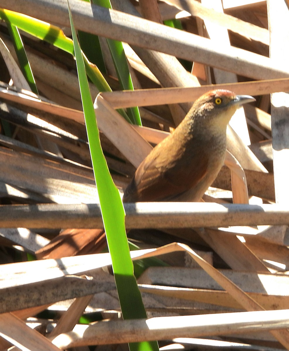 Greater Thornbird - ML640841847