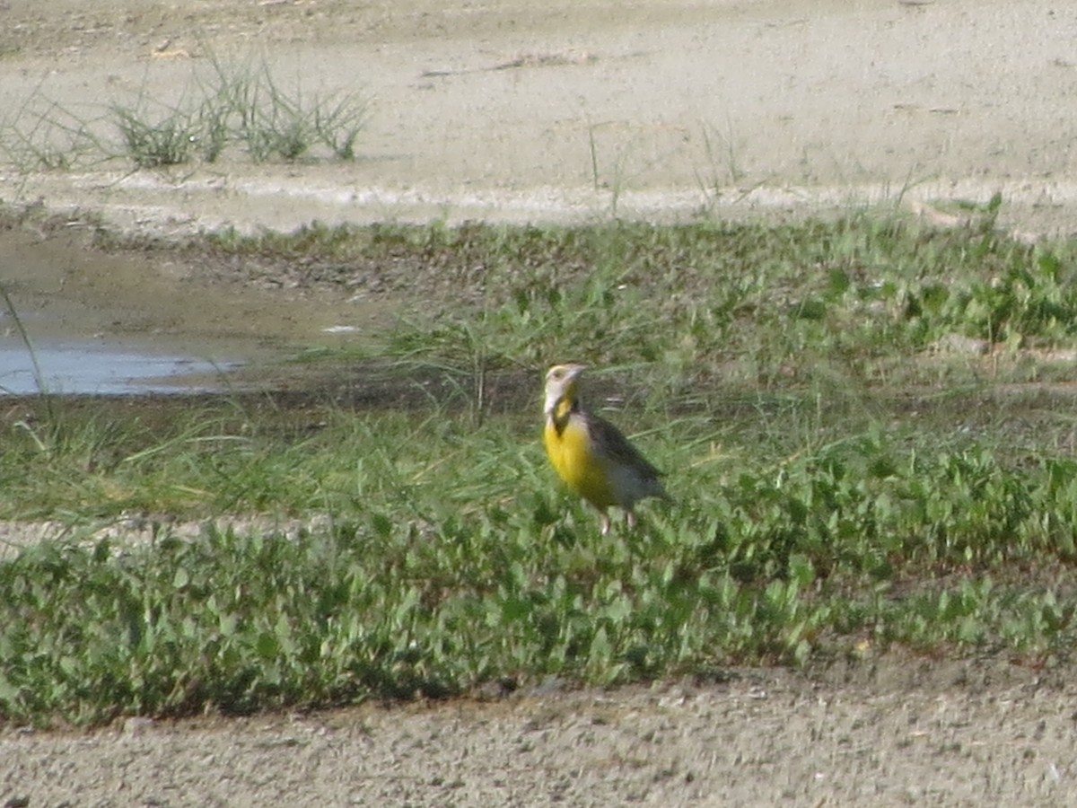 Chihuahuan Meadowlark - ML640841928