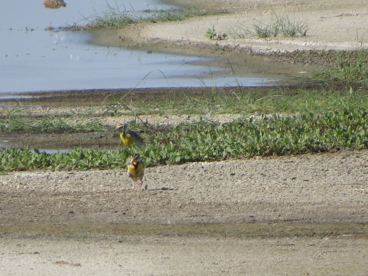 Chihuahuan Meadowlark - ML640841929