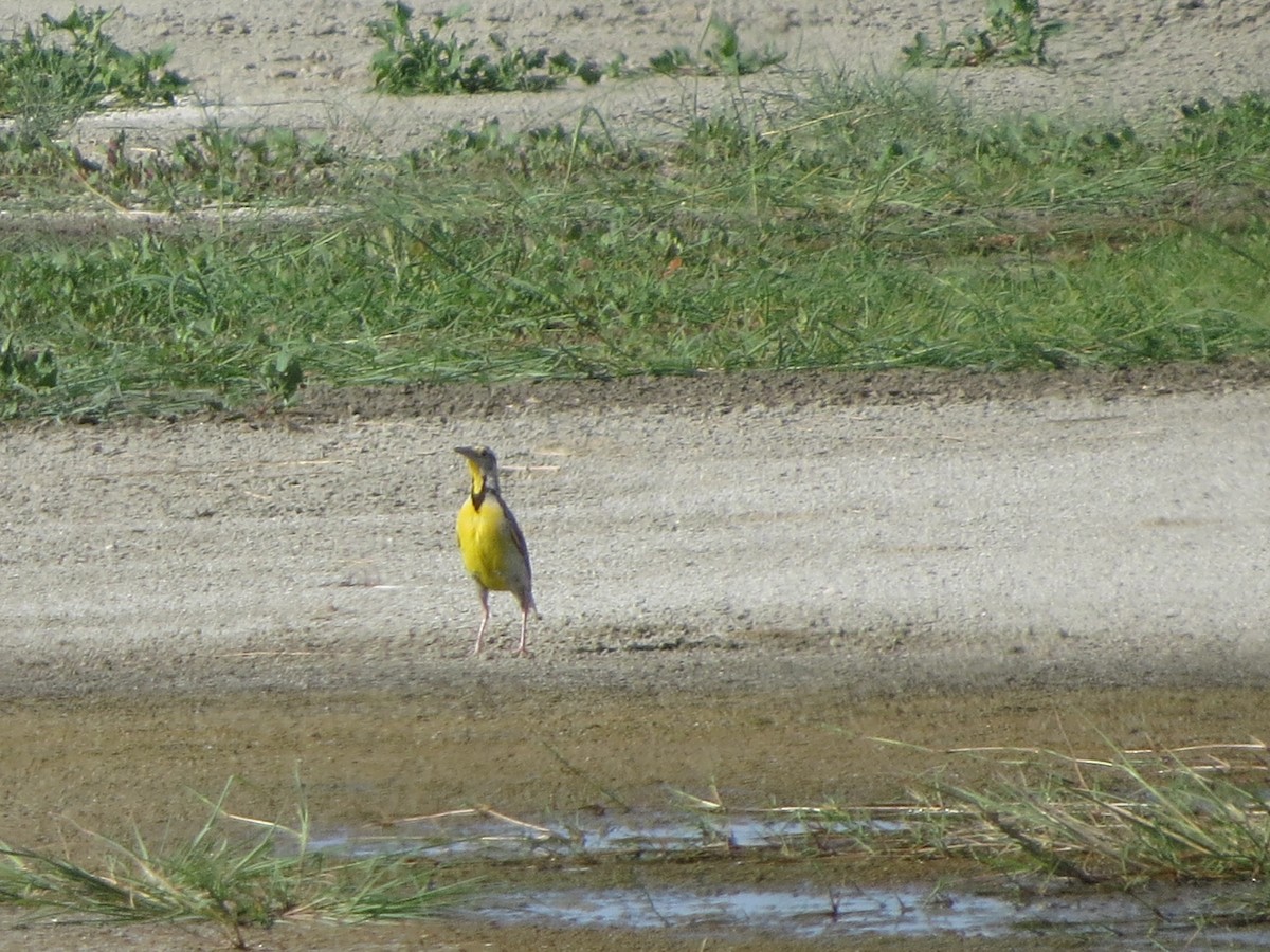 Chihuahuan Meadowlark - ML640841934