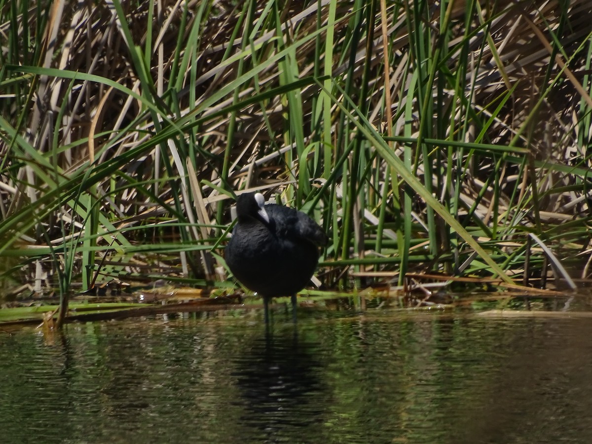 Eurasian Coot - ML640841959