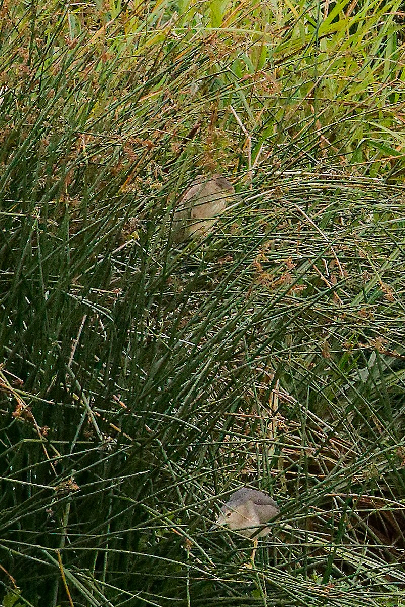 Black-crowned Night Heron - ML640841972