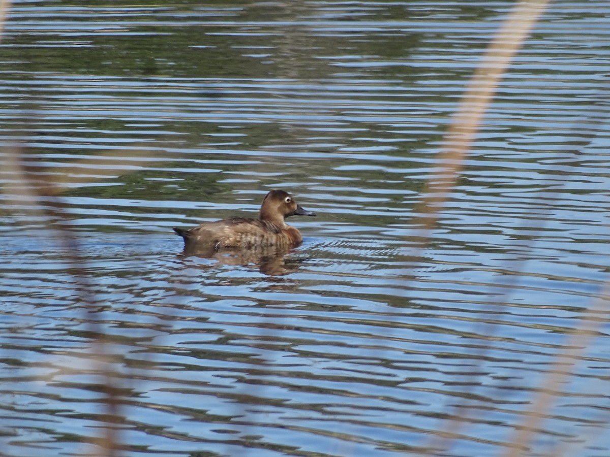 Common Pochard - ML640841978