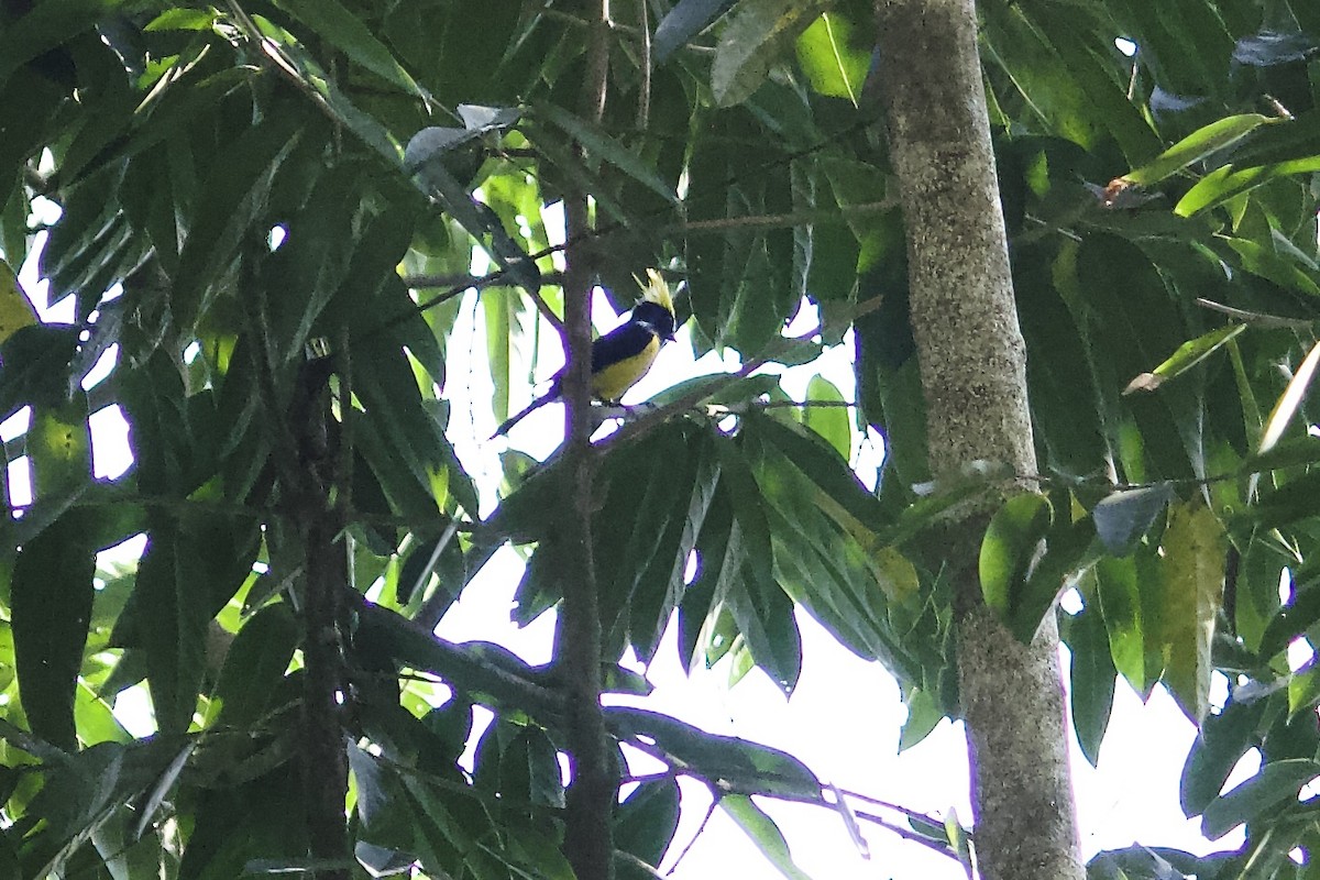 Sultan Tit - ML640841994