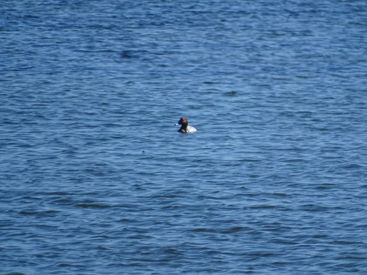 Common Pochard - ML640841995