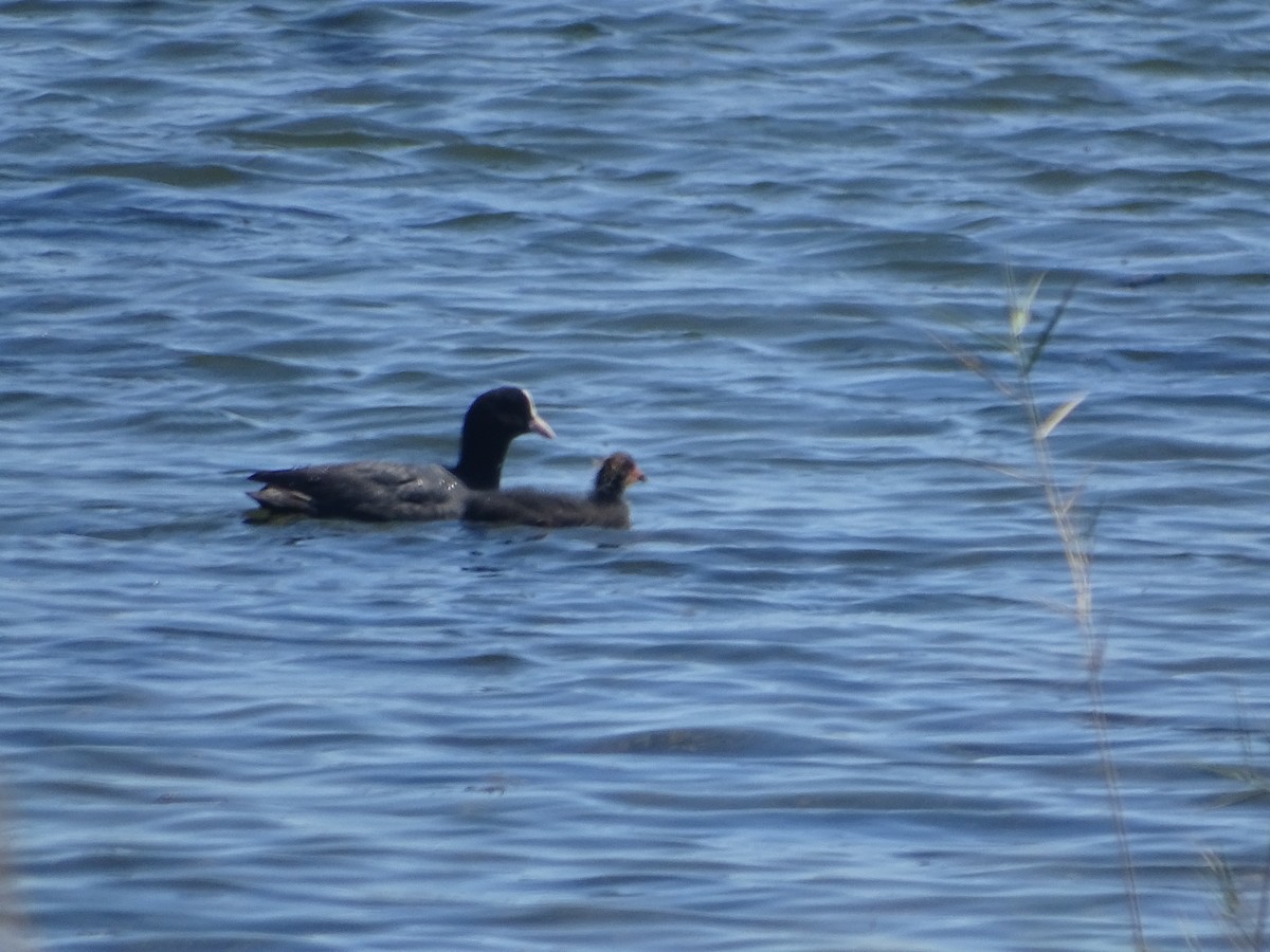 Eurasian Coot - ML640842006