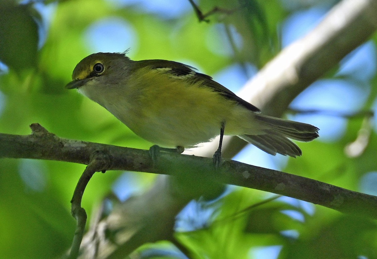 Weißaugenvireo - ML640842034