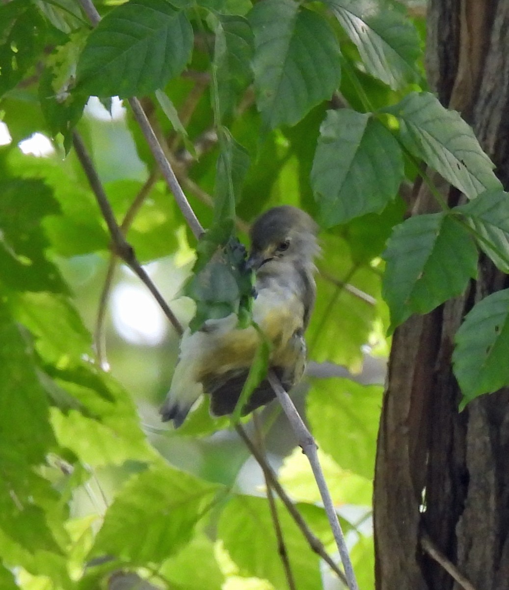 Weißaugenvireo - ML640842035