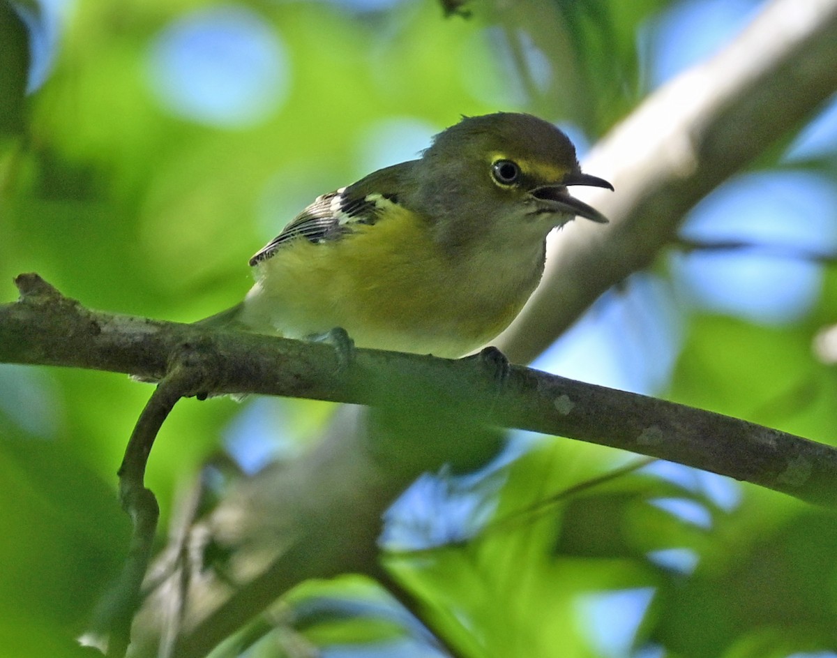 Weißaugenvireo - ML640842036
