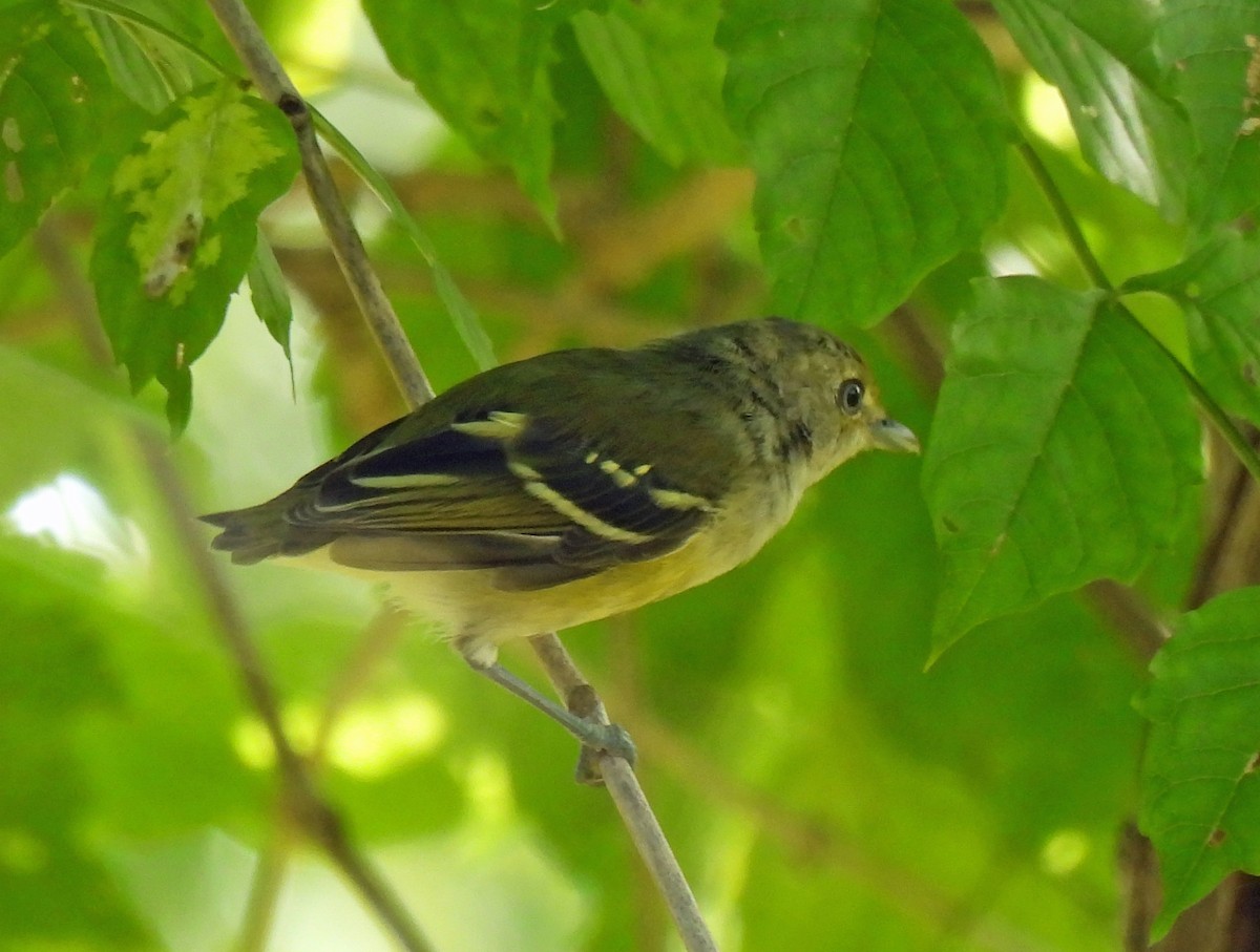 Weißaugenvireo - ML640842037