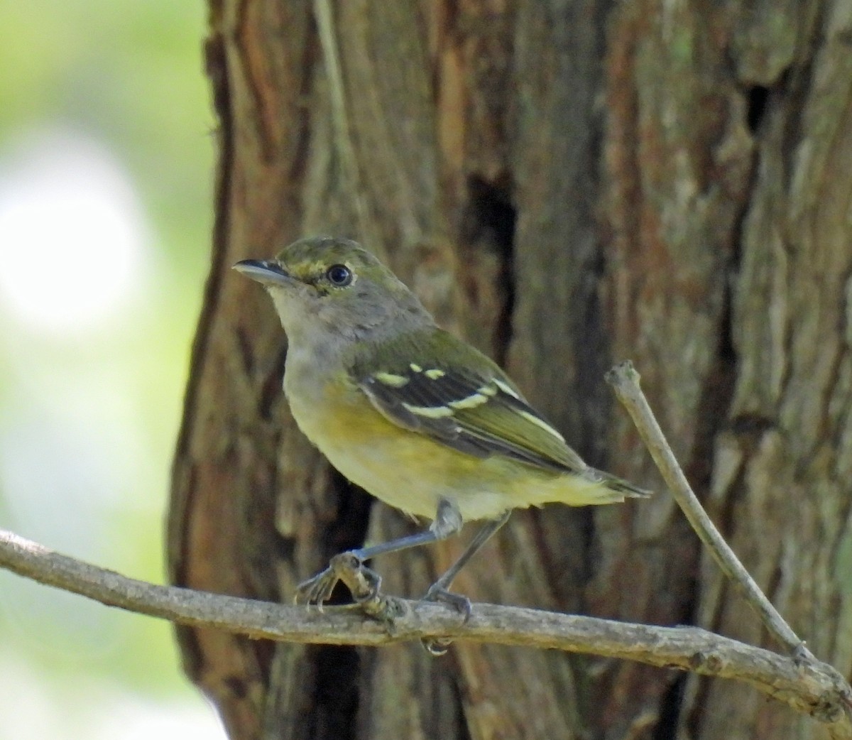 Weißaugenvireo - ML640842038