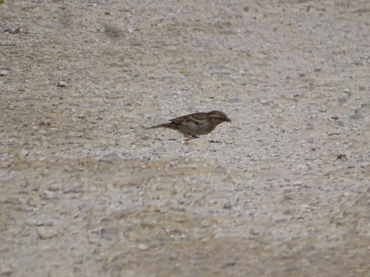 House Sparrow - ML640842050