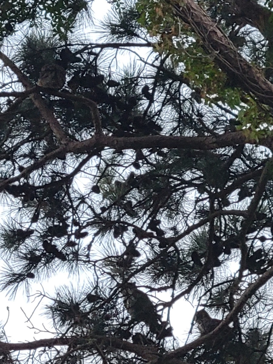 Great Horned Owl - ML640842096