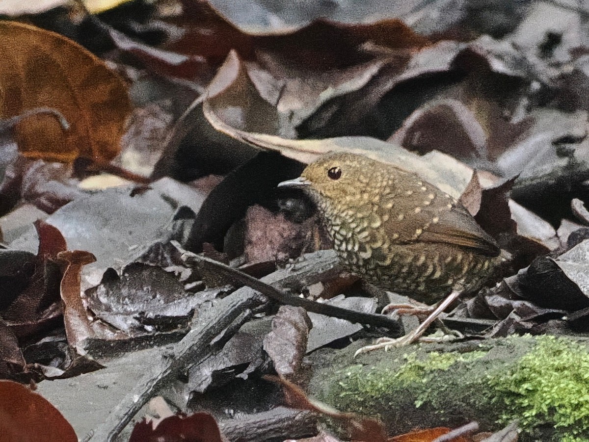 Pygmy Cupwing - ML640842097