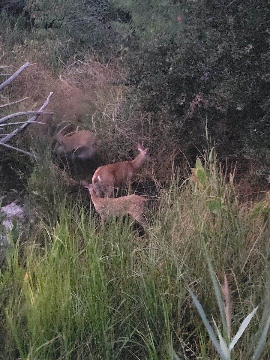 White-tailed Deer - ML640842101