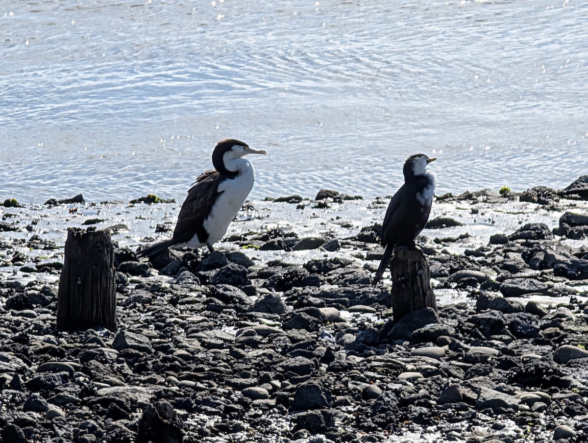 Pied Cormorant - ML640842191