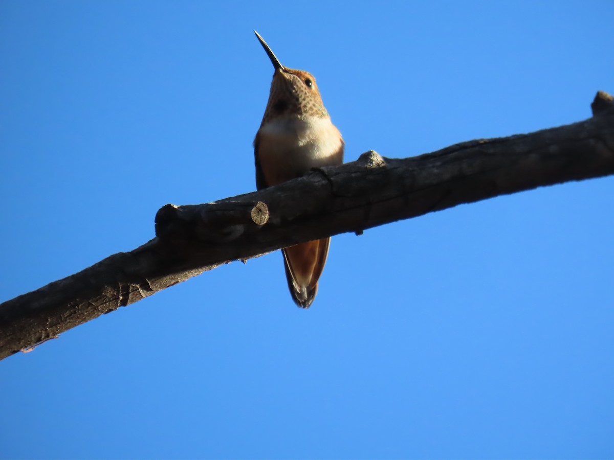 Rufous Hummingbird - ML640842211