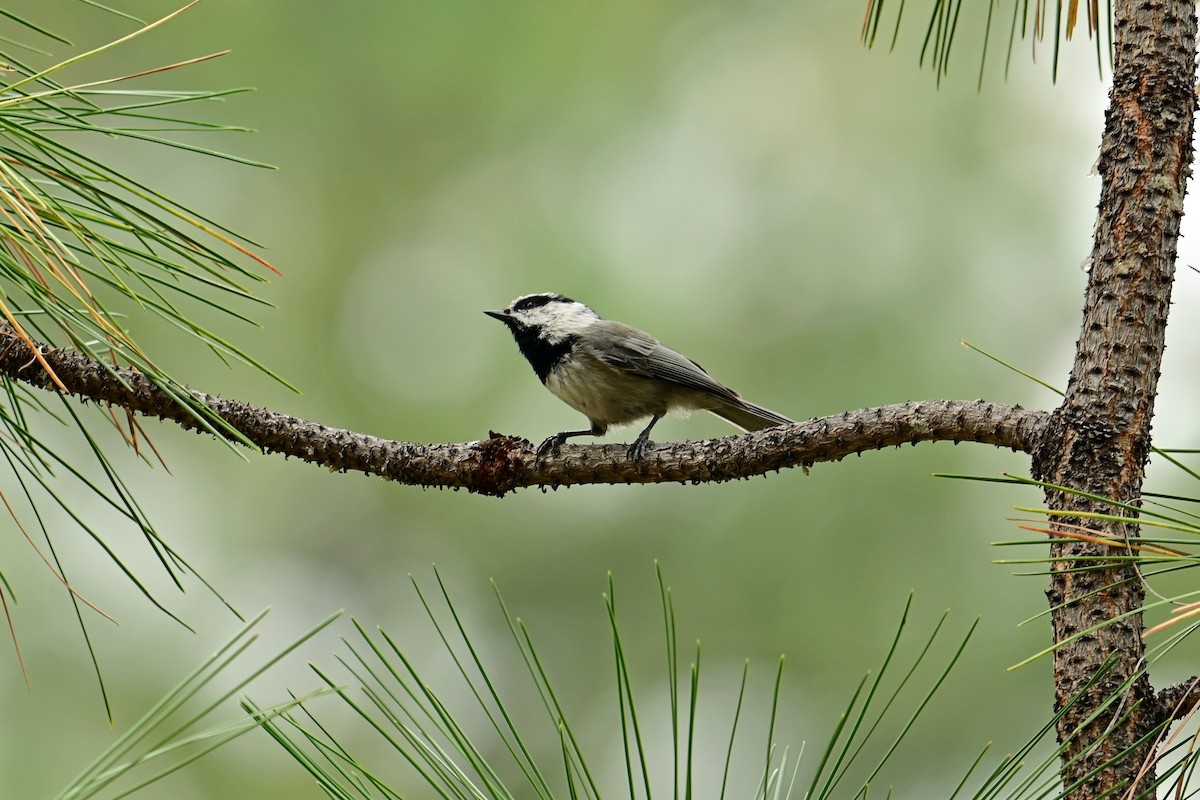 Mountain Chickadee - ML640842215