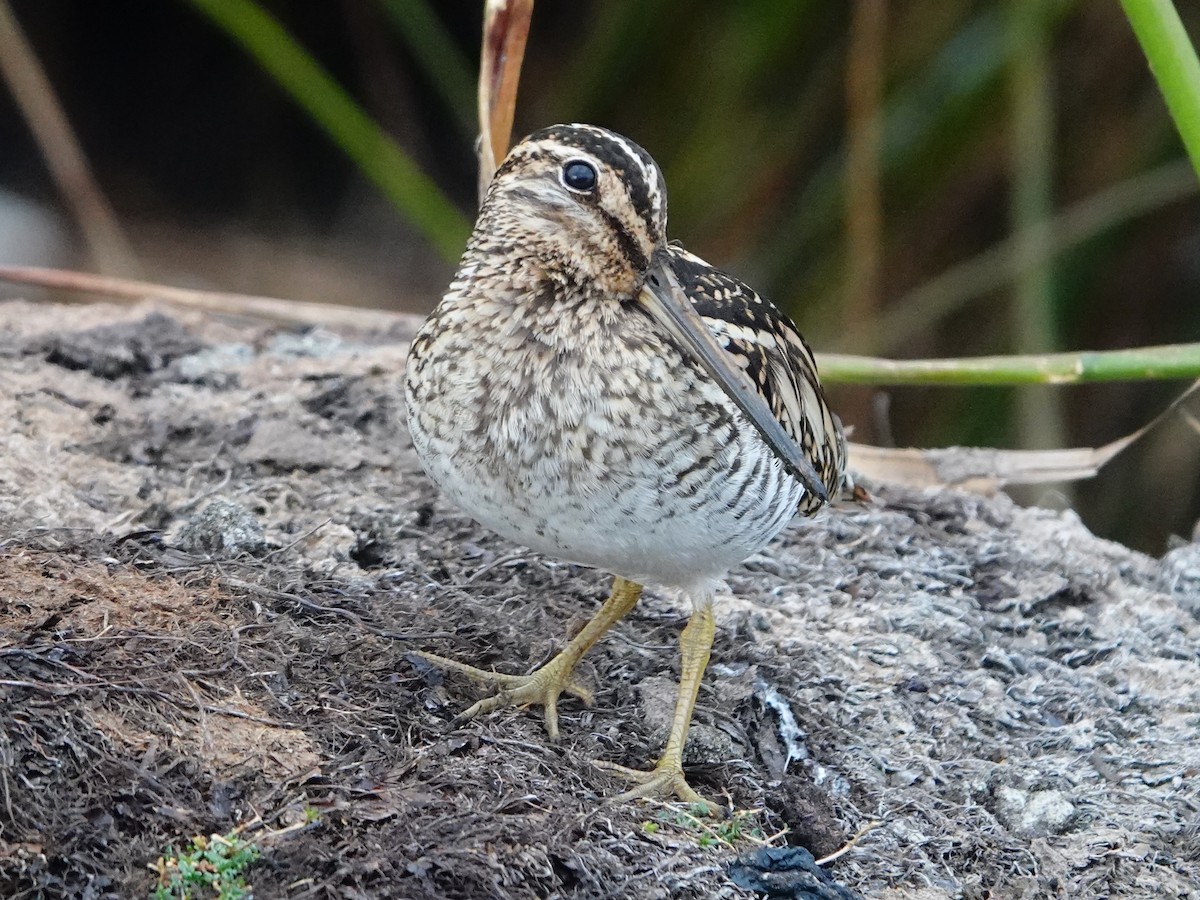 Puna Snipe - ML640842223