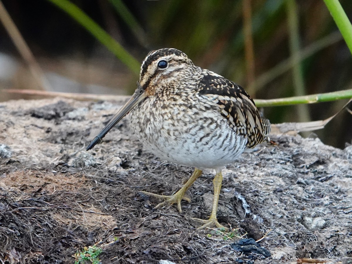 Puna Snipe - ML640842224