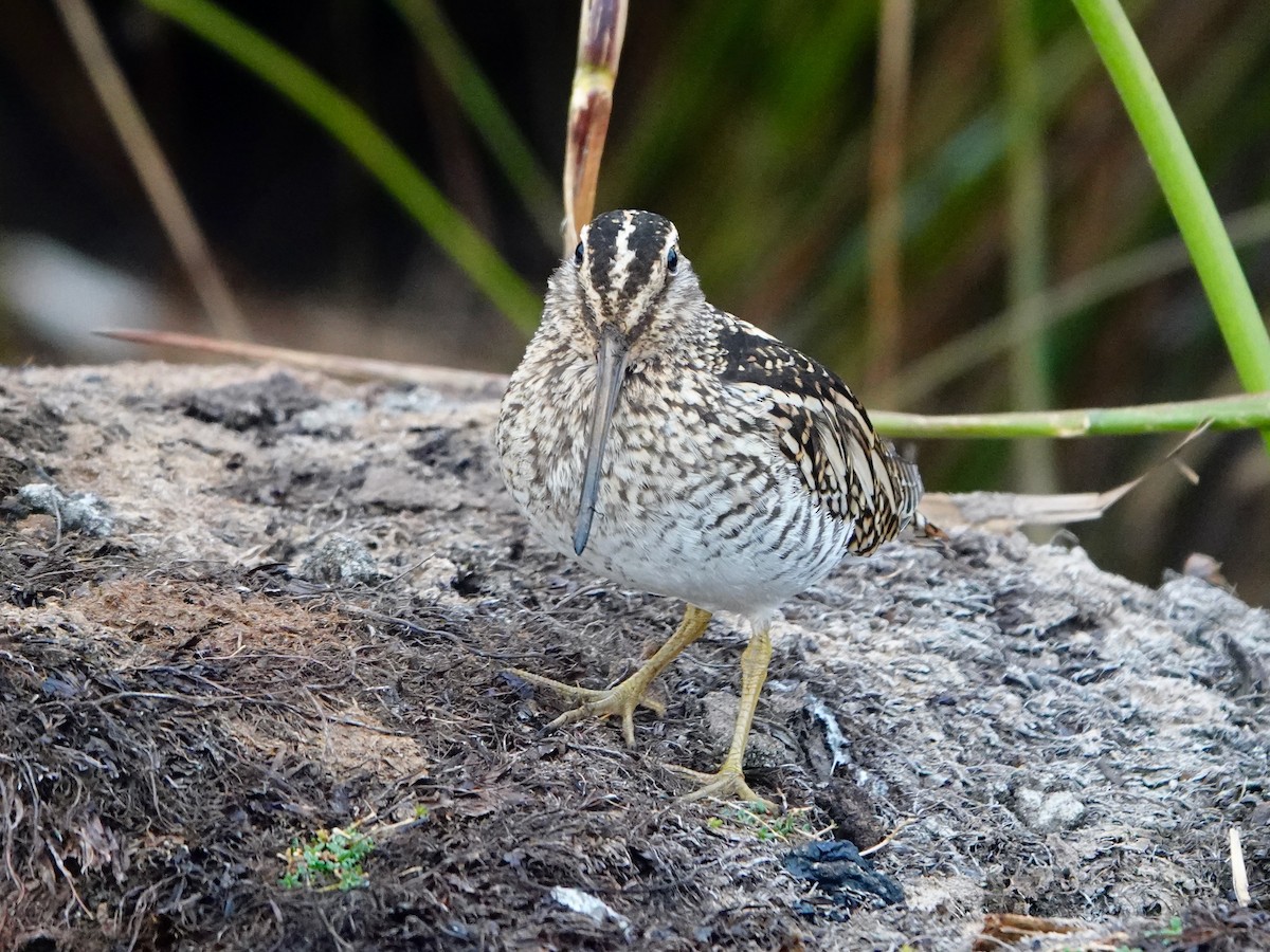 Puna Snipe - ML640842225