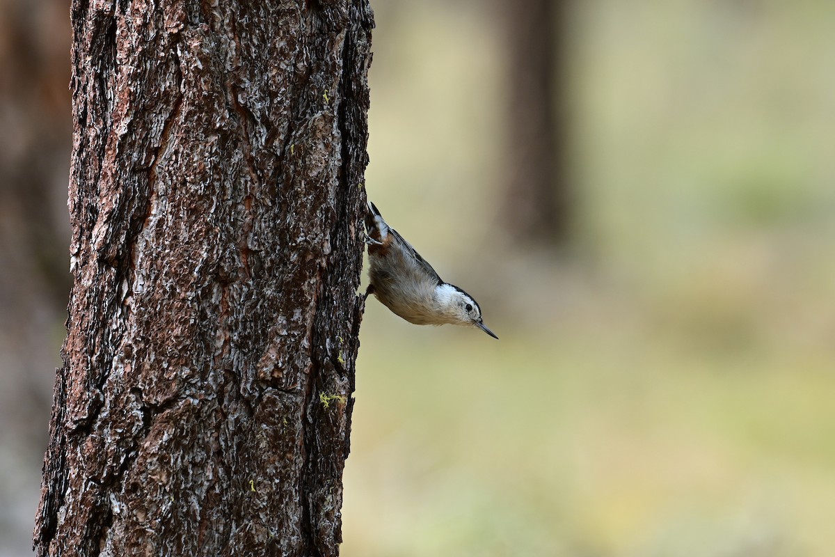 White-breasted Nuthatch - ML640842253