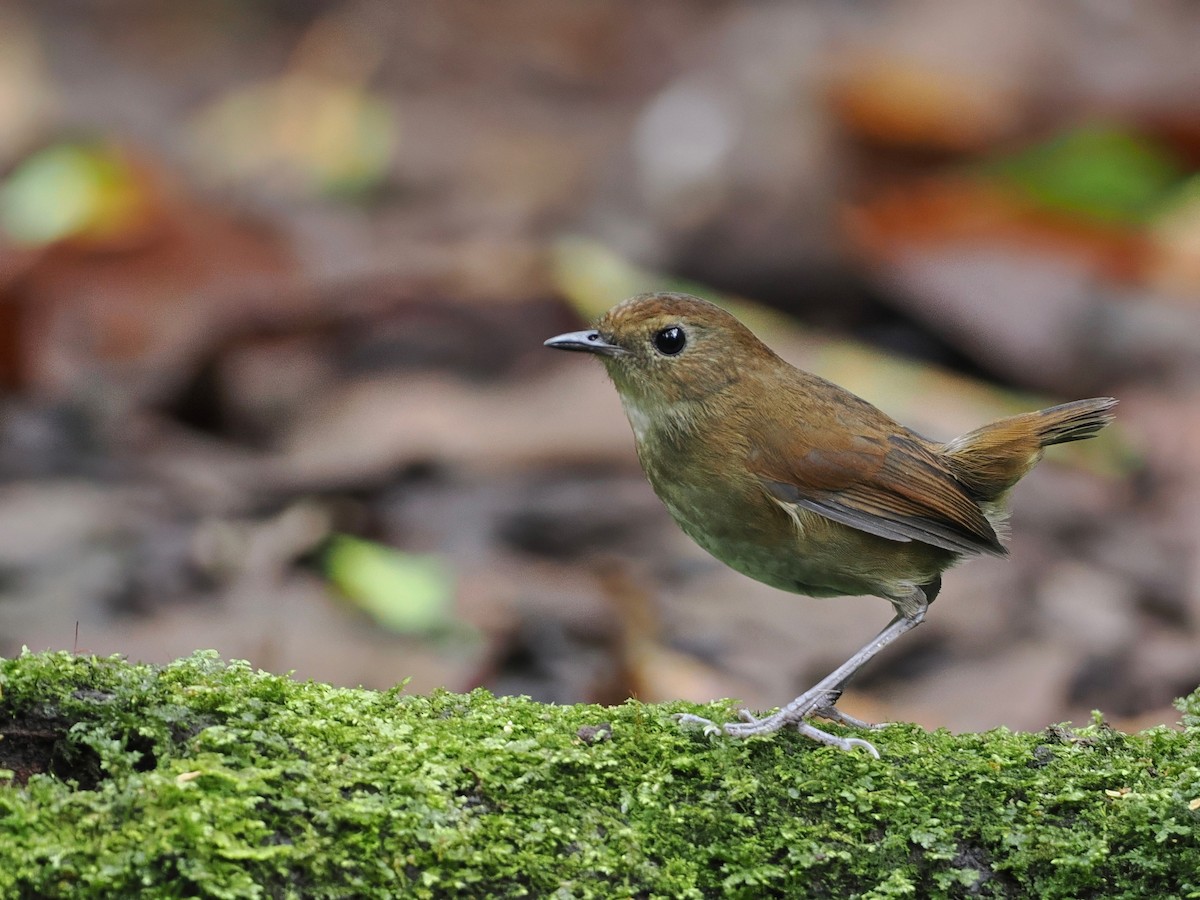 Lesser Shortwing - ML640842301