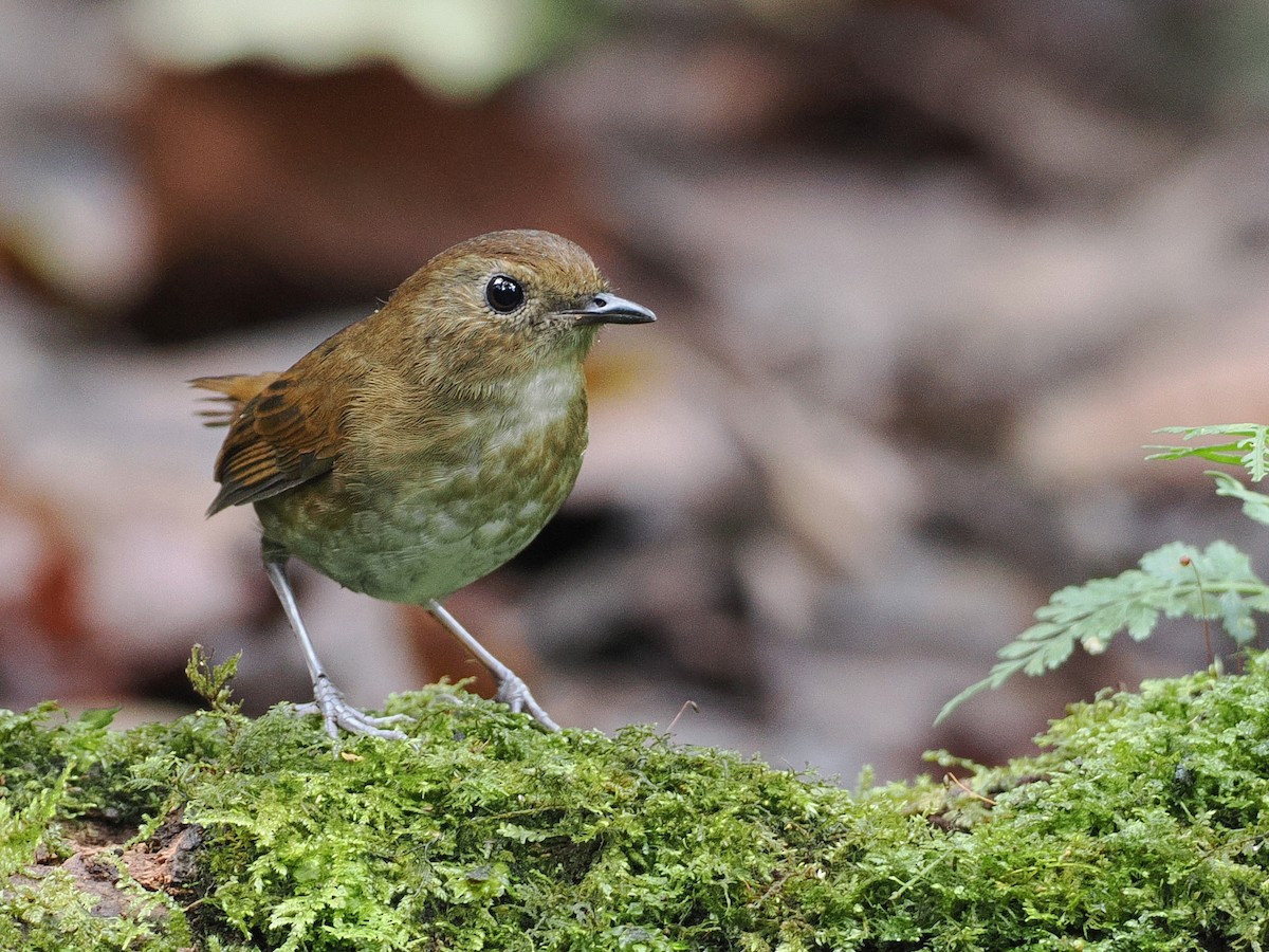 Lesser Shortwing - ML640842302