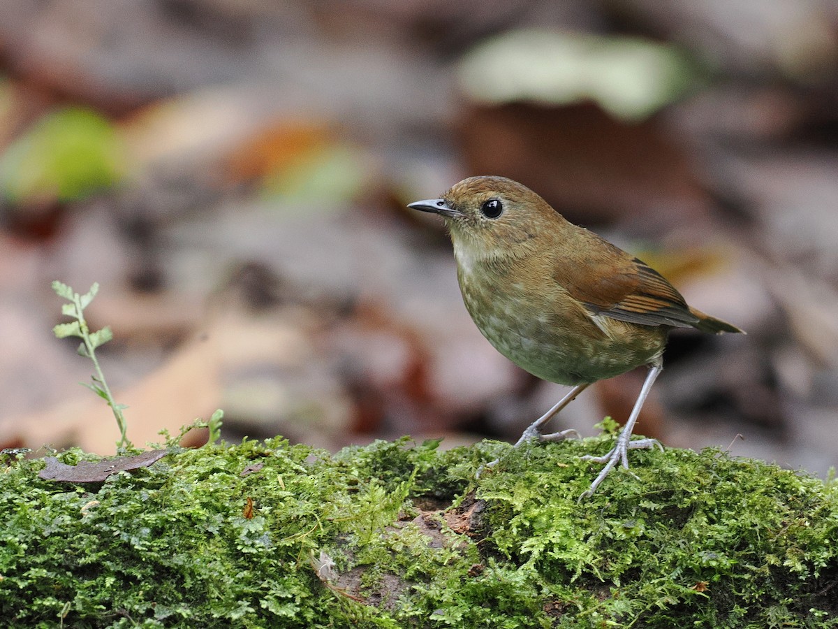 Lesser Shortwing - ML640842303