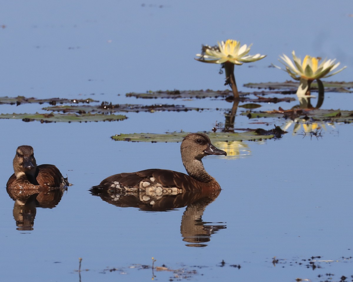 Spotted Whistling-Duck - ML640842338