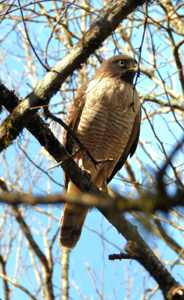 Roadside Hawk - ML640842339