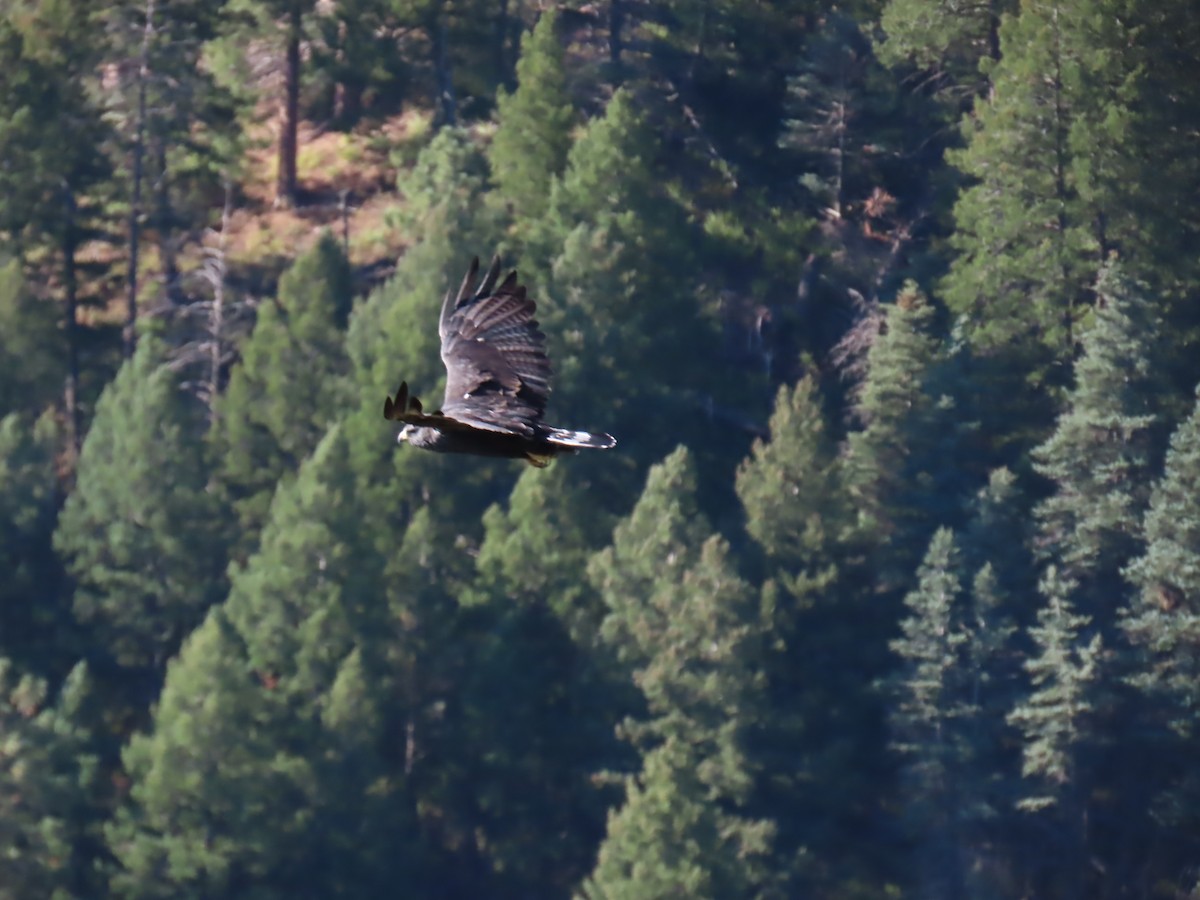 Zone-tailed Hawk - ML640842347