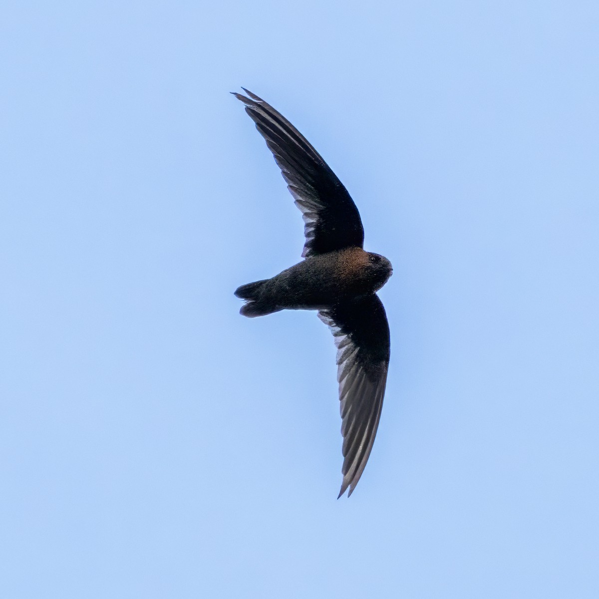 Chestnut-collared Swift - ML640842350