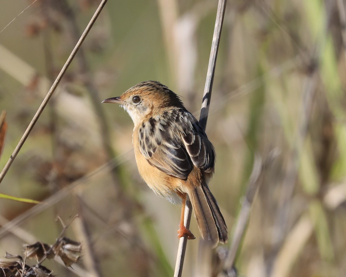 Golden-headed Cisticola - ML640842352