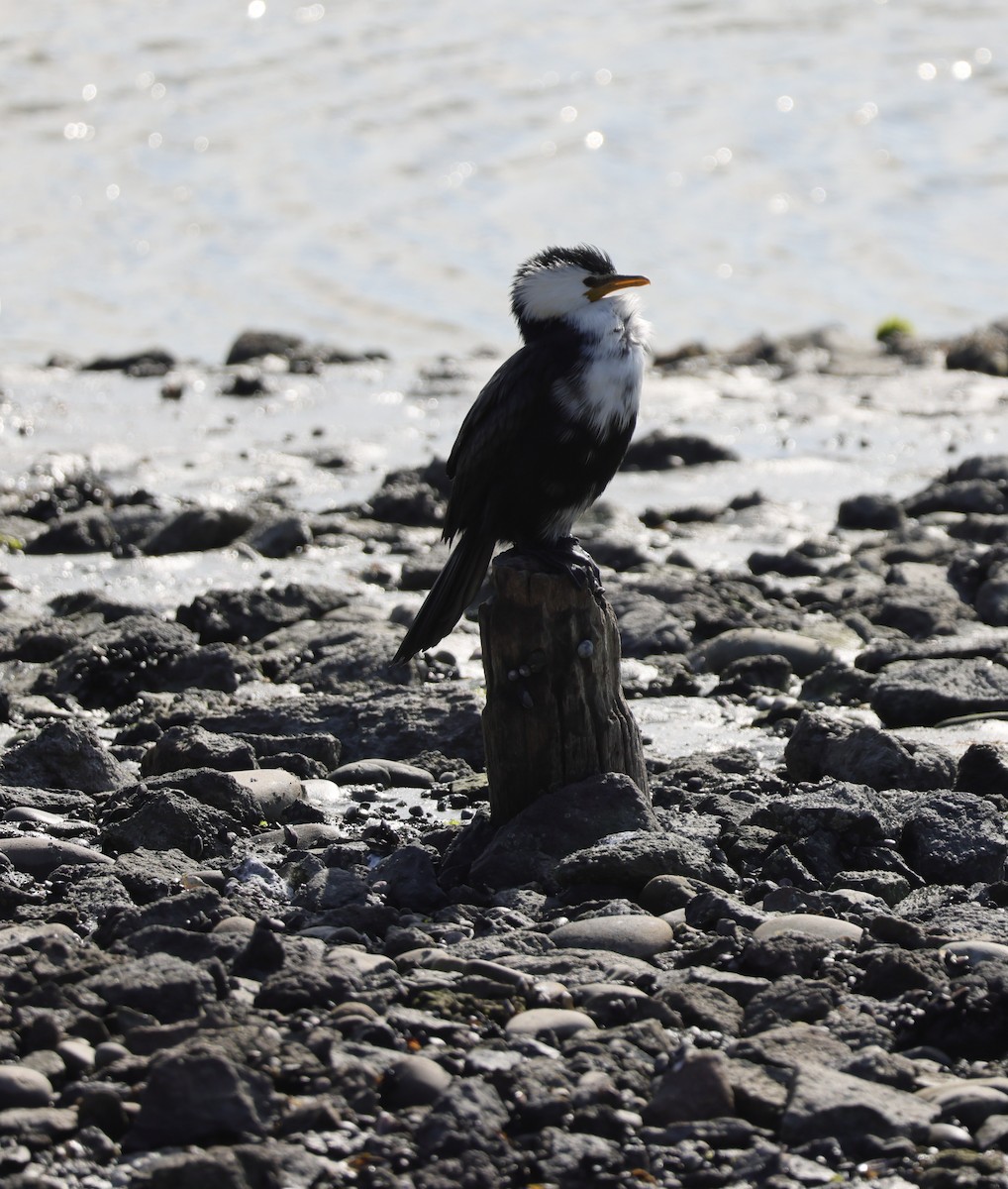 Little Pied Cormorant - ML640842358