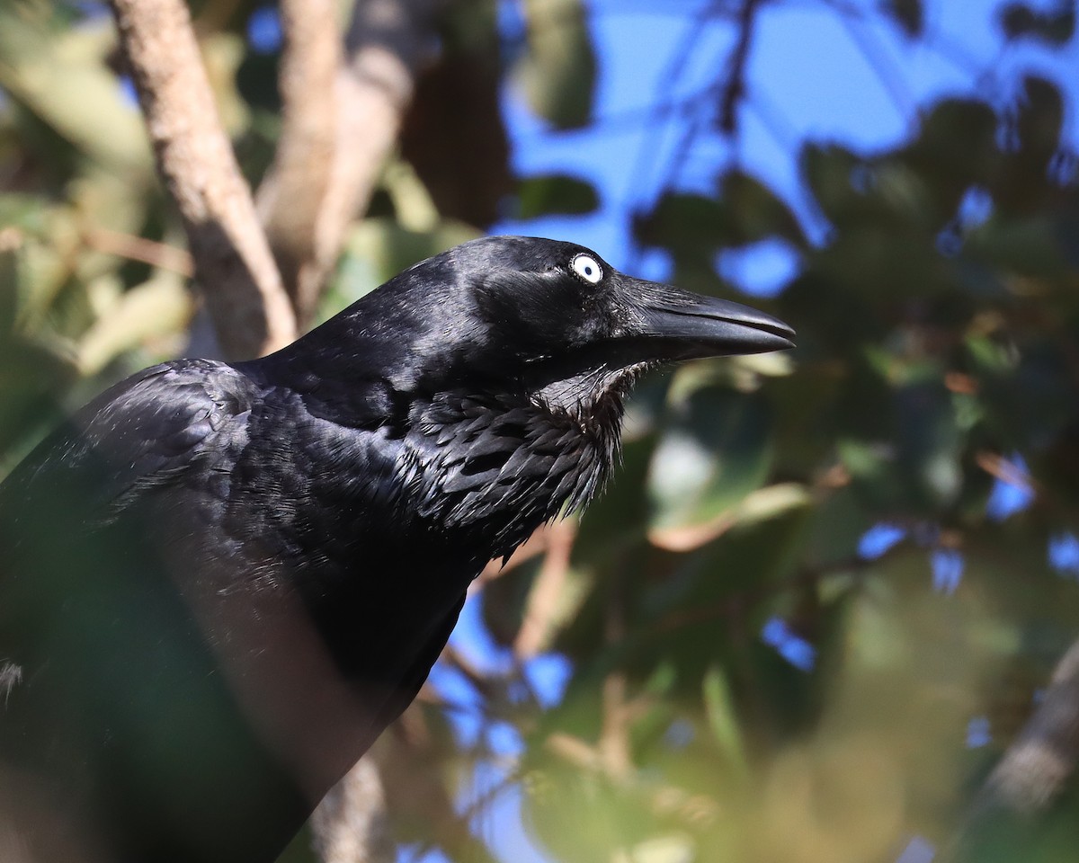 Australian Raven - ML640842362