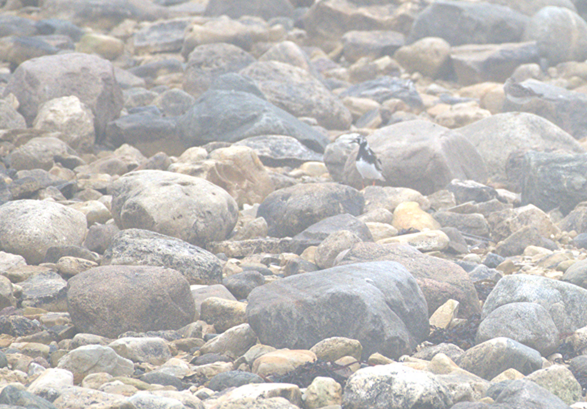 Ruddy Turnstone - ML640842477