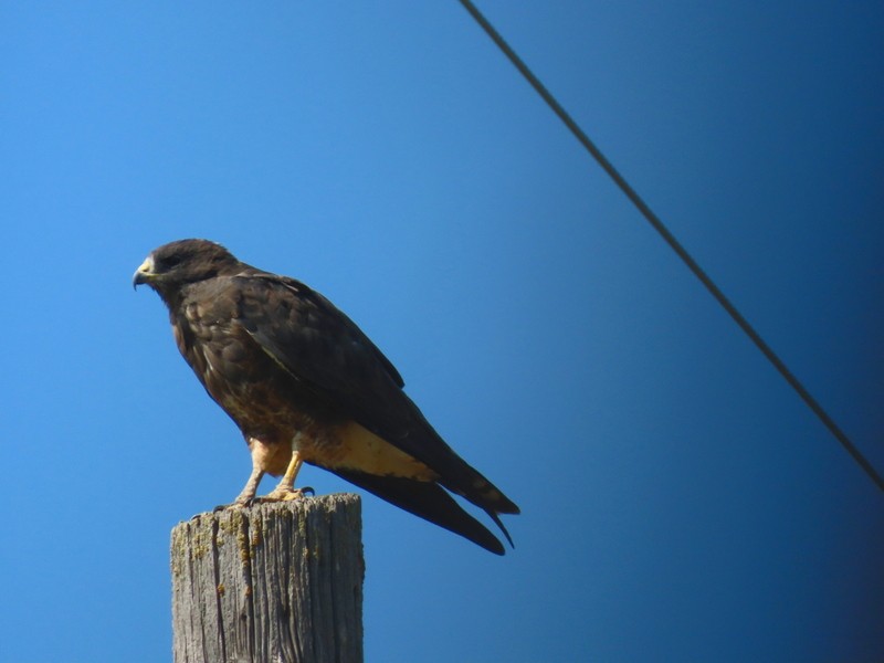 Swainson's Hawk - ML640842500