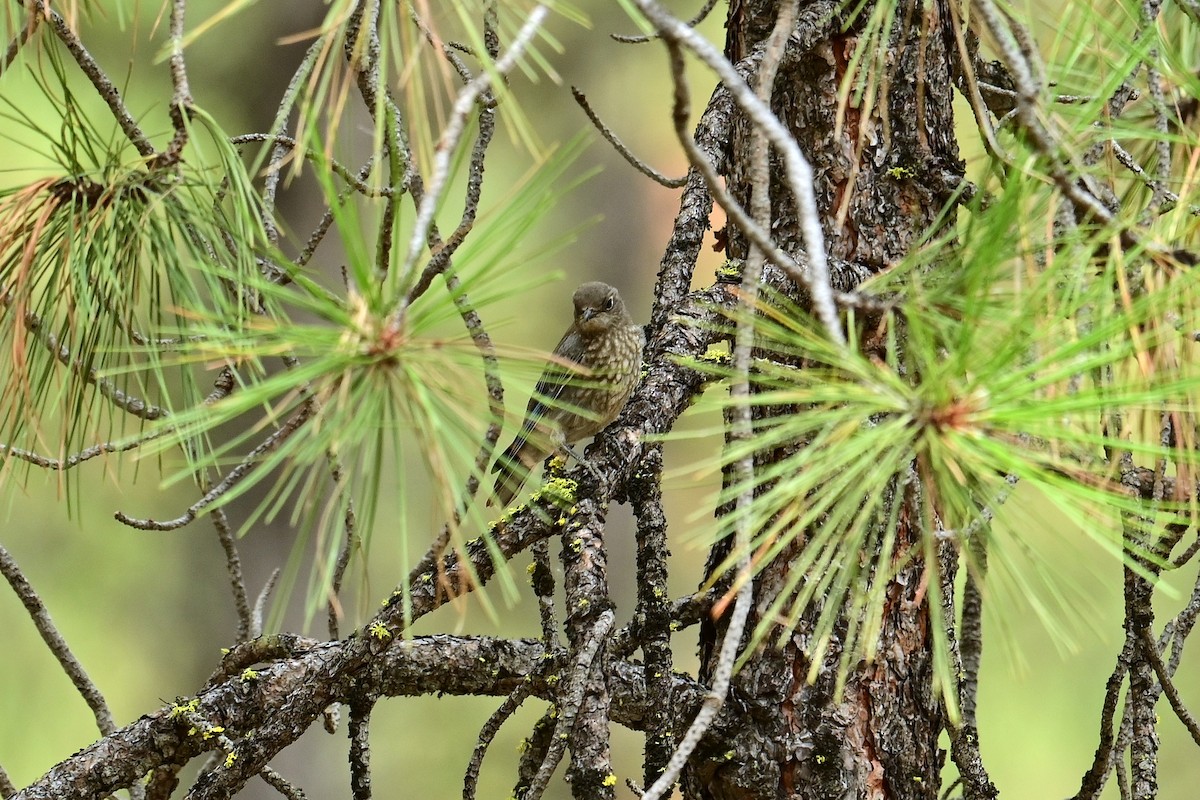 Western Bluebird - ML640842512