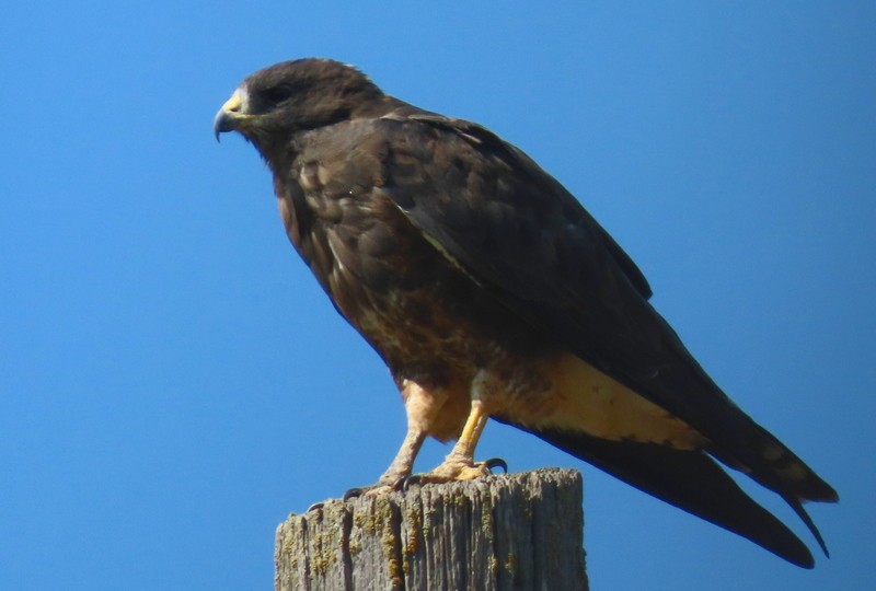 Swainson's Hawk - ML640842517