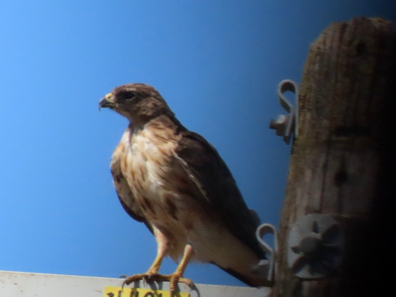 Red-tailed Hawk - ML640842543