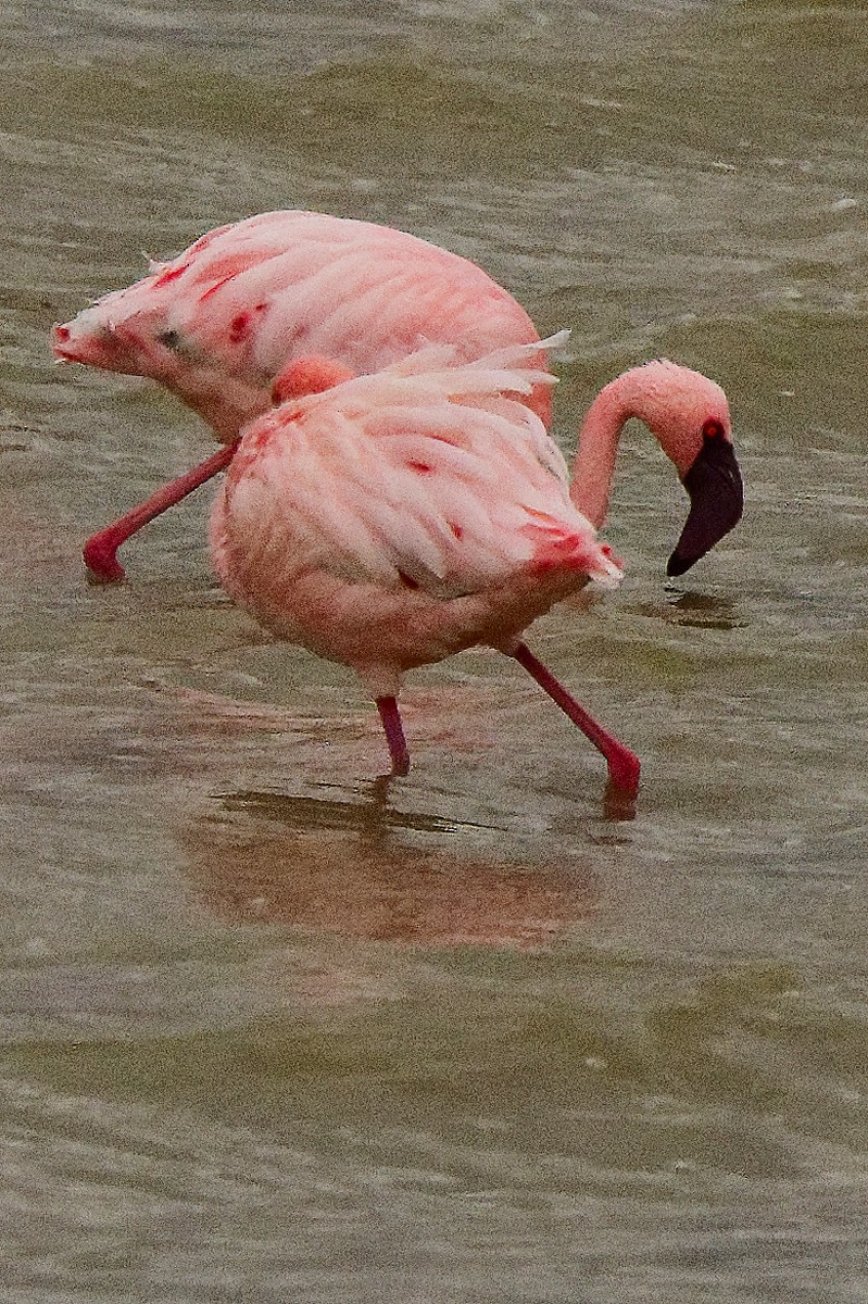 Lesser Flamingo - ML640842559