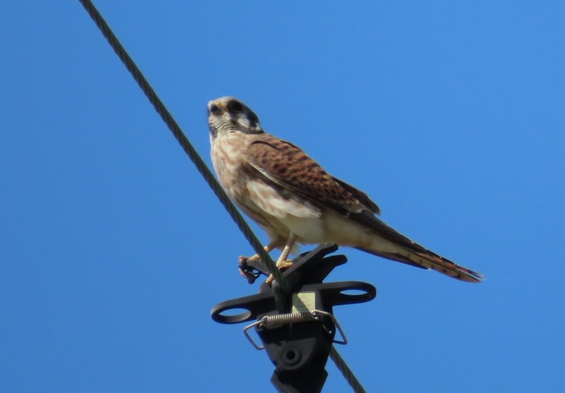 American Kestrel - ML640842566