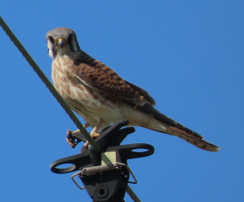 American Kestrel - ML640842575