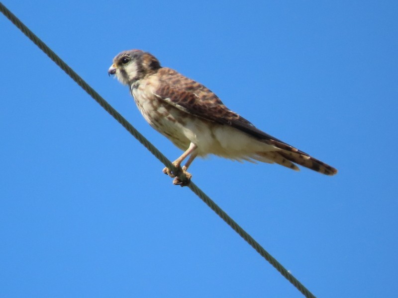 American Kestrel - ML640842581