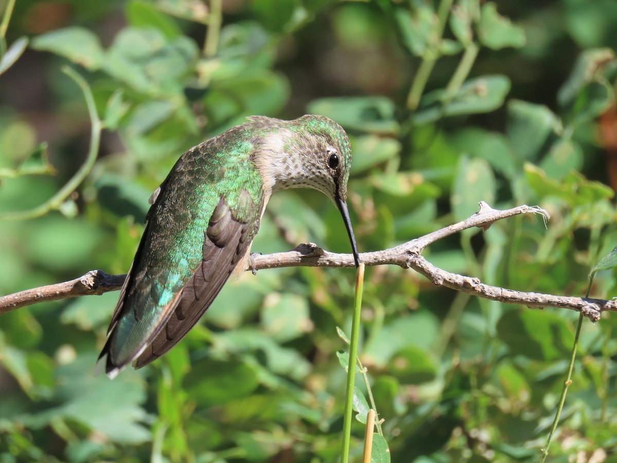 Broad-tailed Hummingbird - ML640842588