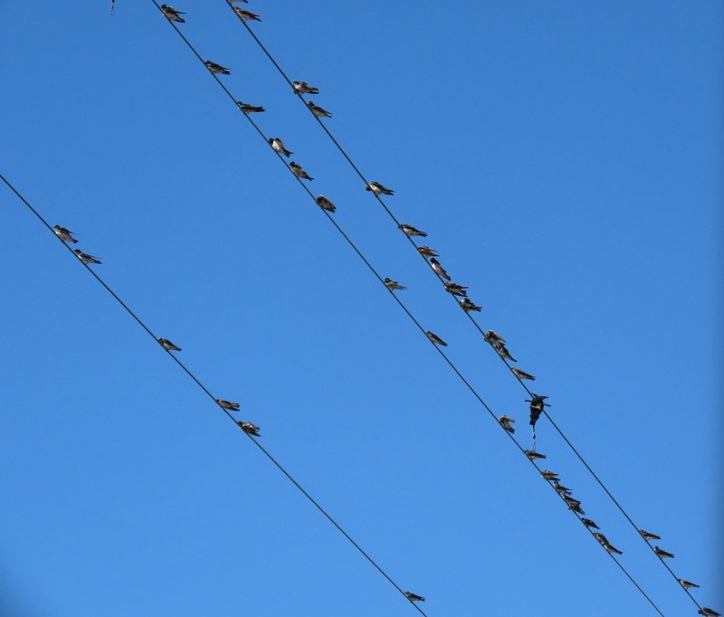 Tree Swallow - ML640842591