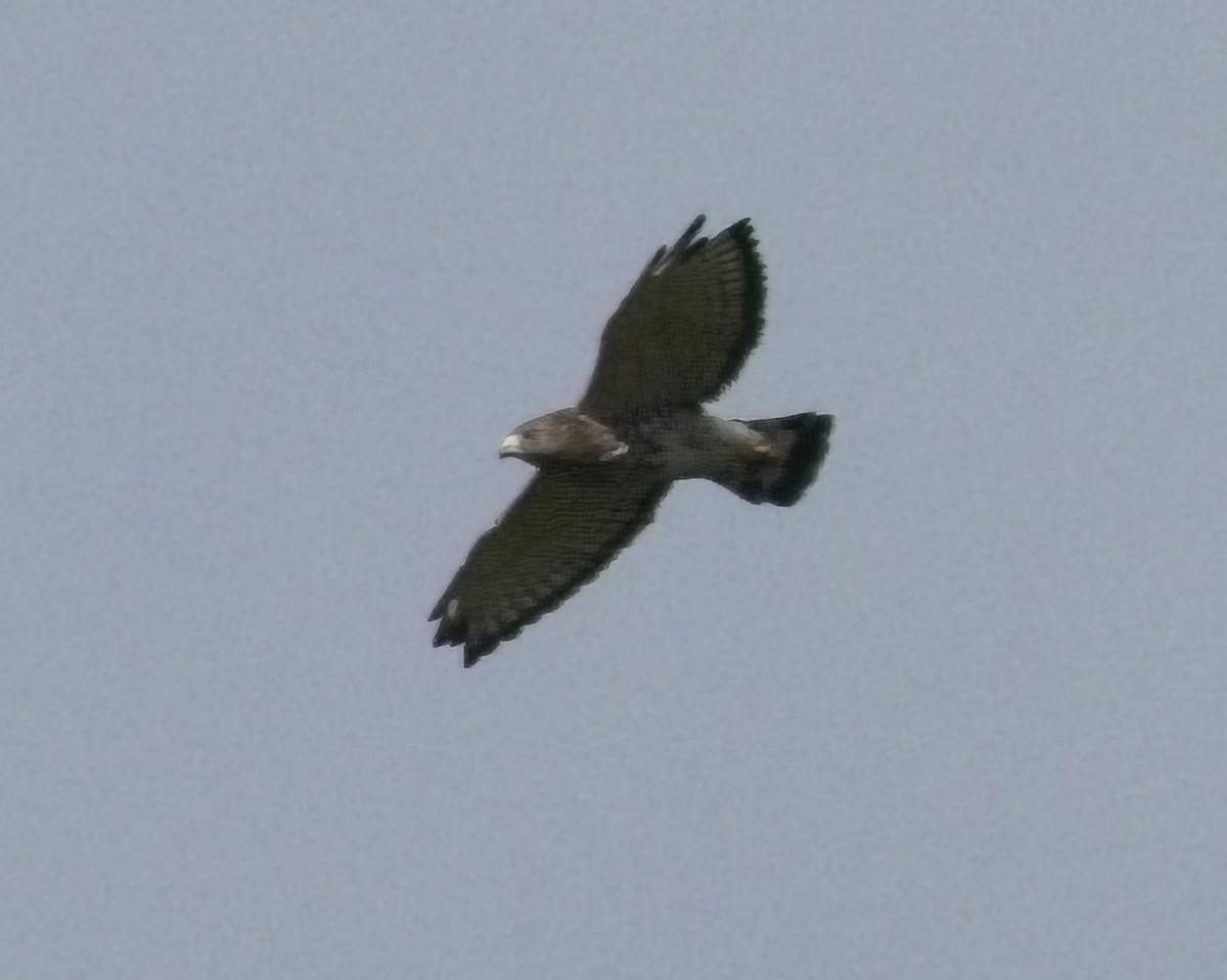 Broad-winged Hawk - ML640842612