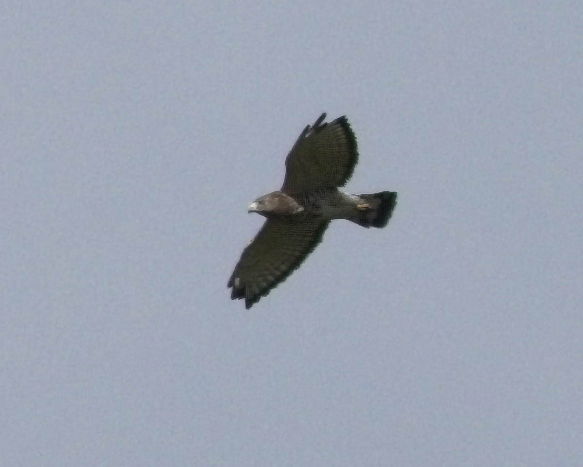 Broad-winged Hawk - ML640842613